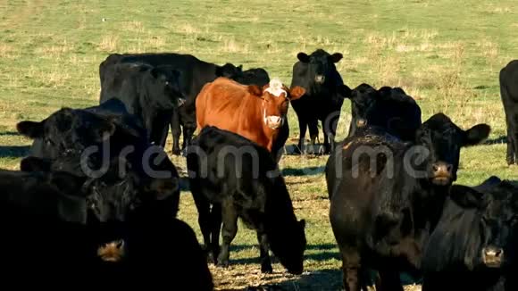 黑色和红色的angus牛肉在牧场放牧视频的预览图