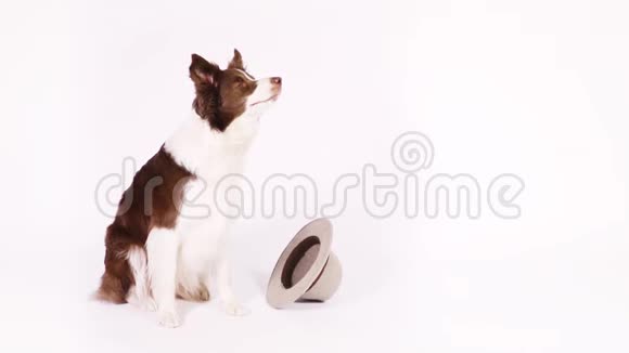 可爱的科利边境狗带着帽子视频的预览图
