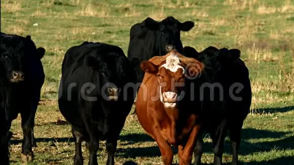 黑色和红色的angus牛肉在牧场放牧视频的预览图