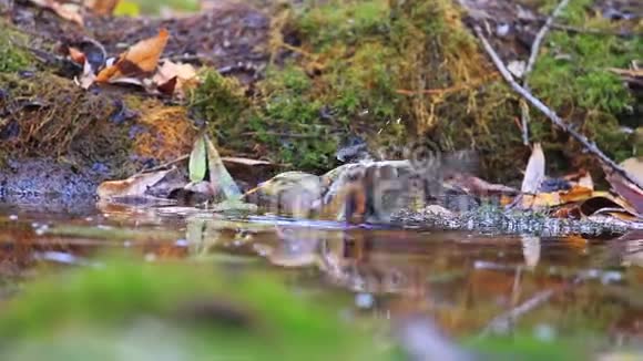 鸟儿沐浴在秋天森林的水中视频的预览图