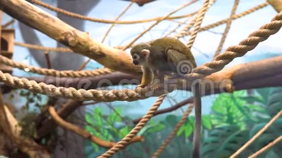 常见的松鼠蒙克赛米里视频的预览图
