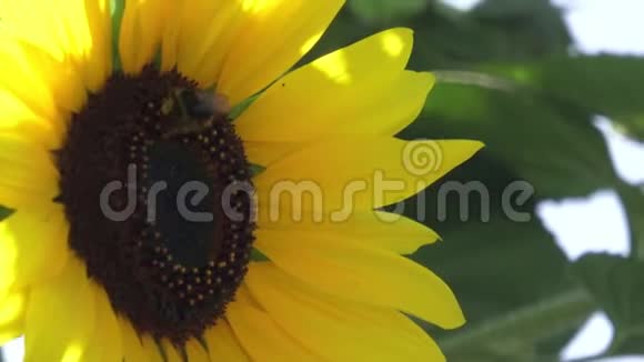 坐在一朵盛开的向日葵上的大黄蜂视频的预览图