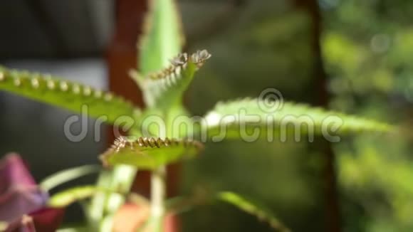 Kalanchoe生命植物的母叶上长出的叶子的特写视频的预览图