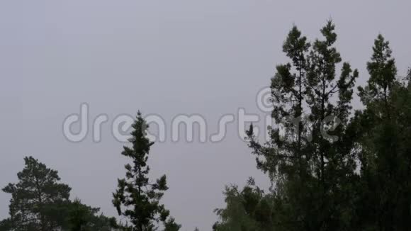 雨天在树木和天空的背景下的夏雨视频的预览图