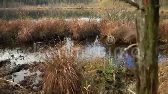 有沼泽的湖泊视频的预览图