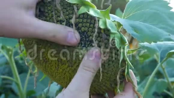 农夫用手检查向日葵头部的成熟种子田间农业收获分析视频的预览图