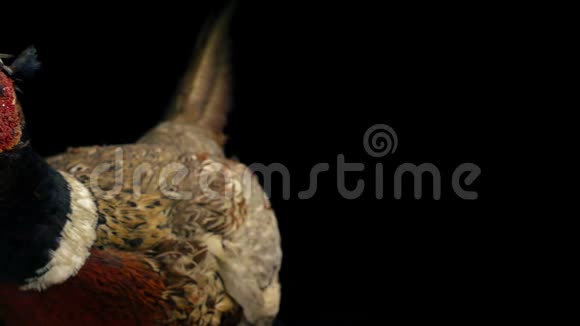 愤怒的雉鸡动物标本视频的预览图