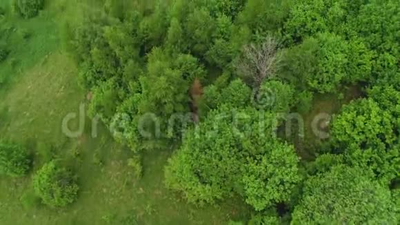 大自然在山上的斜坡上树灌木天空视频的预览图