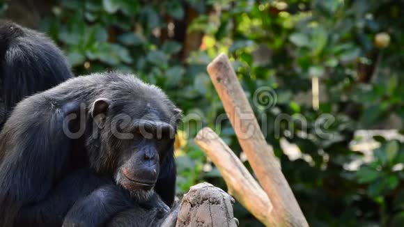 普通的黑猩猩坐在树上四处张望视频的预览图