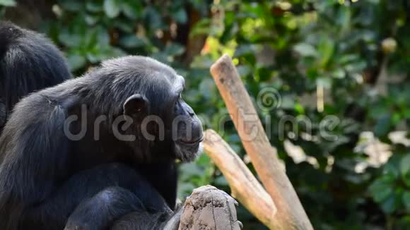 普通的黑猩猩在树上打哈欠露出所有的牙齿视频的预览图