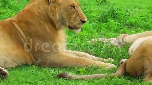 女狮子休息视频的预览图