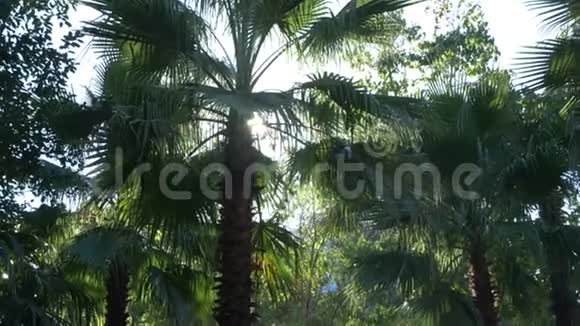 丛林森林的美丽自然热带气候阳光明媚的棕榈树叶4k视频的预览图