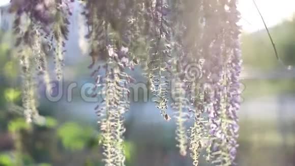 盛开的紫藤花视频的预览图