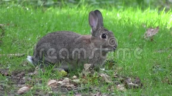 兔子啃草视频的预览图