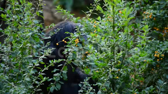 普通黑猩猩在植被之间吃树叶潘特洛姆视频的预览图