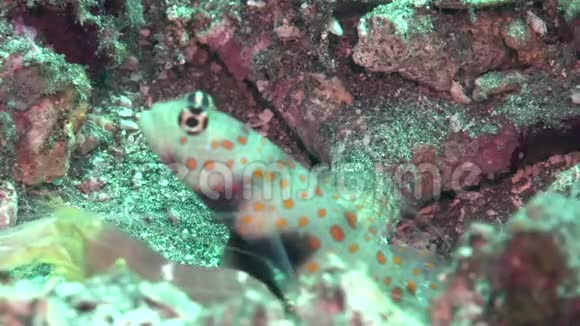 少女GobyValencienneaPuellaris与白带抓虾叶刺在祖鲁海洞附近的沙子上视频的预览图