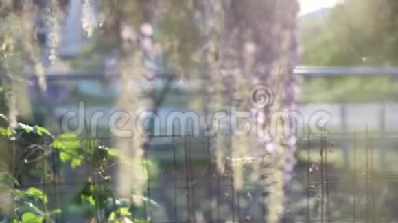 盛开的紫藤花视频的预览图