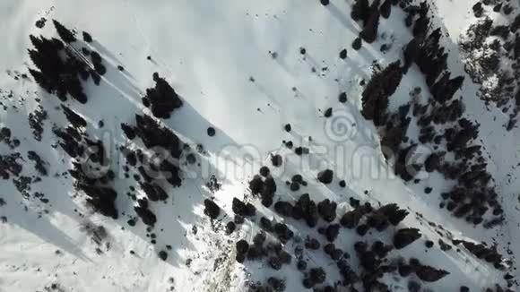 无人机在云杉林中以90度移除雪山的山峰视频的预览图