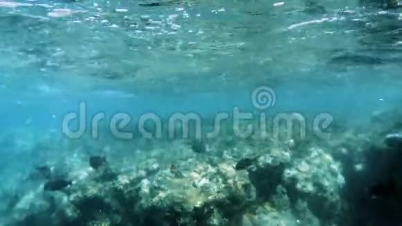 在红海的死珊瑚周围游动的4k条珊瑚鱼视频的预览图