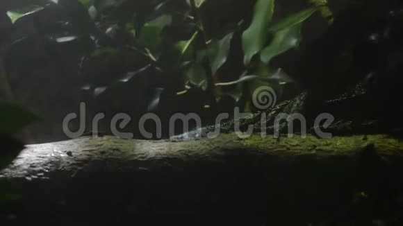 在湿地中一只疣猴蜥蜴在树干旁行走疣猴蜥蜴视频的预览图