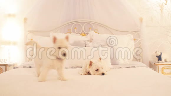 卧室的床上有两只小狗视频的预览图
