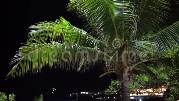夜晚海边有一棵棕榈树背景上的城市灯光视频的预览图