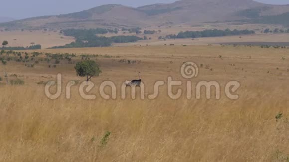 鸵鸟在高大干燥的草地上放牧非洲大草原马赛马拉4K视频的预览图