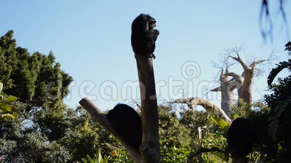 阳光明媚的一天普通的黑猩猩在树上休息视频的预览图