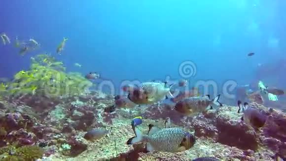 马尔代夫清澈海底背景上的红雀鱼群视频的预览图