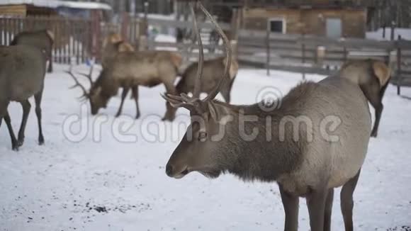 真正的大鹿马拉在雪地公园的背景下特写视频的预览图