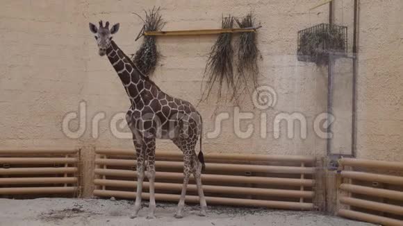 动物园里的小长颈鹿单独锁在室内视频的预览图