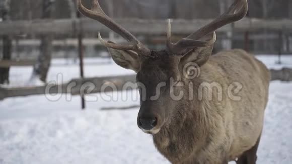 真正的大鹿马拉在雪地公园的背景下特写视频的预览图