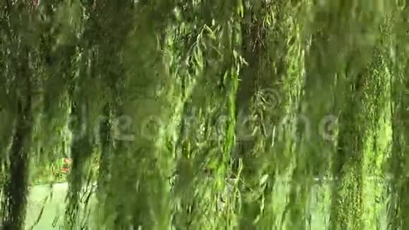 柳树视频的预览图