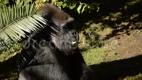 阳光明媚的一天大猩猩吃水果西部低地大猩猩视频的预览图