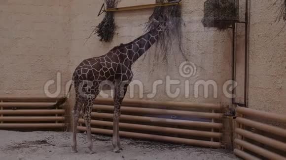 动物园里的小长颈鹿单独锁在室内视频的预览图