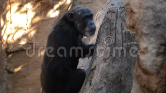 与其他类人猿交流的树上的普通黑猩猩视频的预览图
