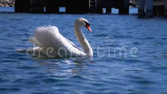 巨大的白天鹅游在清澈的山湖里清澈的蓝水瑞士视频的预览图