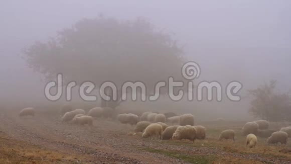 在丘陵景观顶部的干燥秋季牧场上放牧的羊群射击在雾中散步的羊群视频的预览图