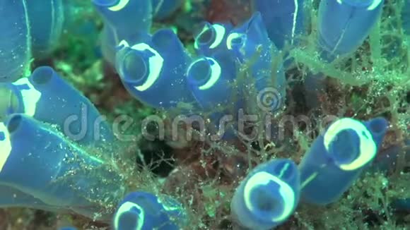 祖鲁海杜马盖特珊瑚中的黄边菱形藻sp4视频的预览图