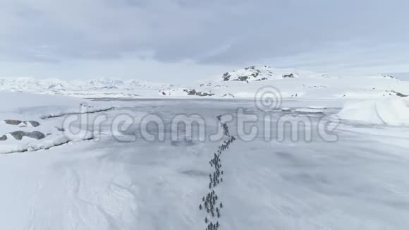 企鹅通过南极洲半岛迁徙视频的预览图