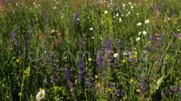 春季草地上的生物多样性生态概念特写视频的预览图