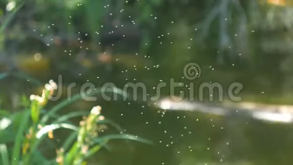 蚊子游过河池塘视频的预览图
