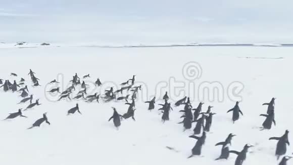 南极洲企鹅搬到弗纳德斯基车站视频的预览图