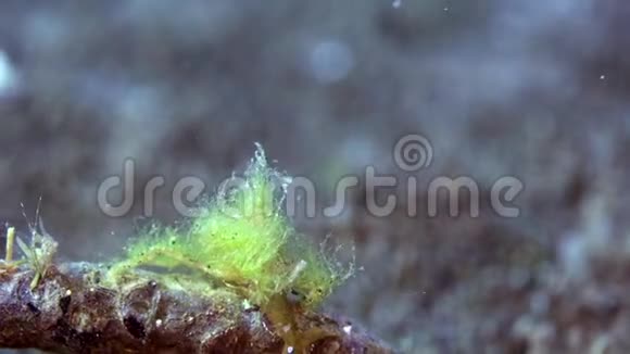 猩猩蟹Oncinopussp祖鲁海珊瑚1枚视频的预览图
