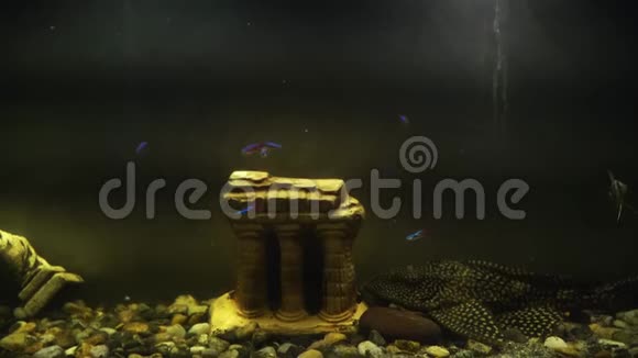 鱼缸里的鱼有一个小的装饰宫殿特写可爱的小鱼视频的预览图