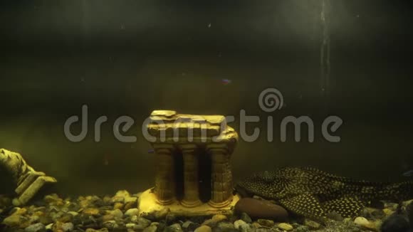 鱼缸里的鱼有一个小的装饰宫殿特写可爱的小鱼视频的预览图