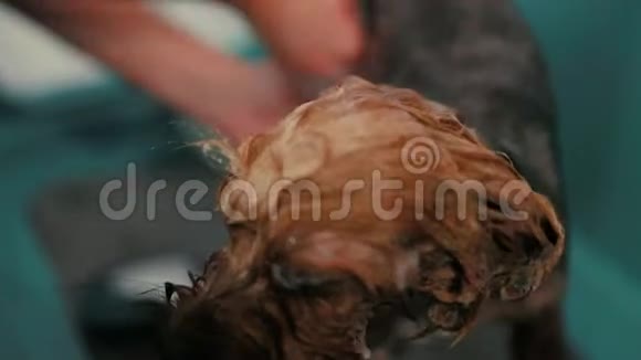 宠物新郎用洗发水清洗狗视频的预览图