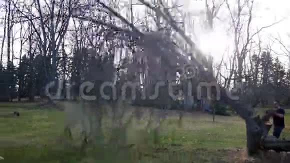 一棵树在承包商使用电锯后倒下视频的预览图