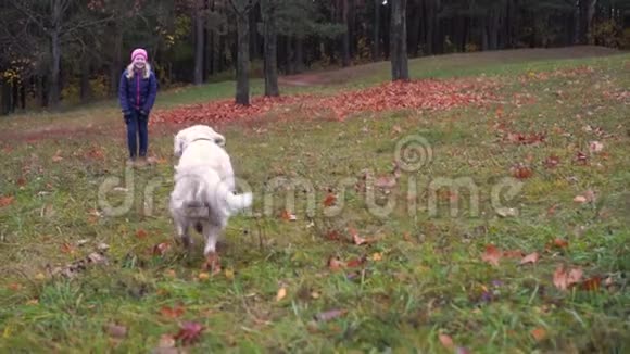 一个美丽的小女孩在秋天的公园里和一只漂亮的小狗玩耍动作很慢视频的预览图