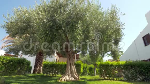 从花园里的树上摘橄榄的女人视频的预览图